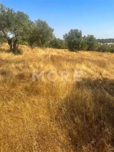 Terreno  Venda em Alcáçovas,Viana do Alentejo