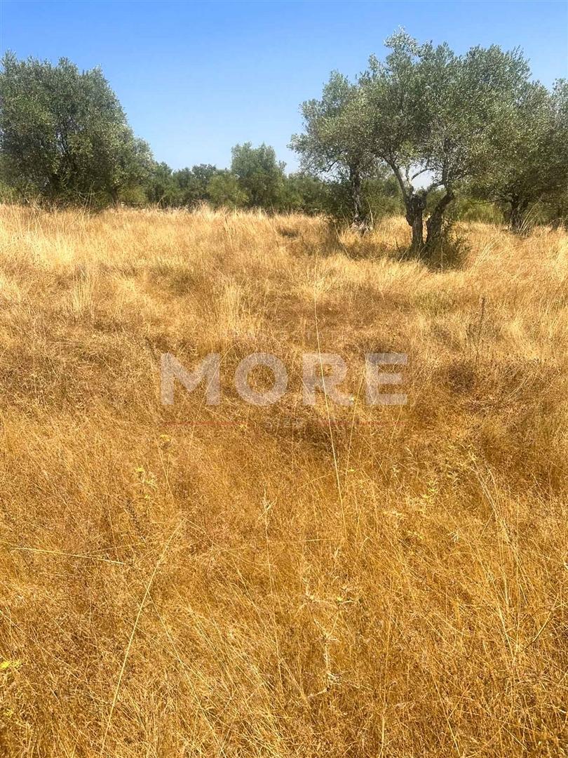 Terreno  Venda em Alcáçovas,Viana do Alentejo