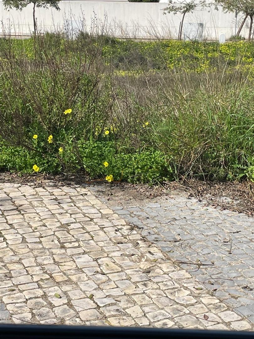 Terreno Urbano - Construção Moradia Isolada - Guia - Albufeira