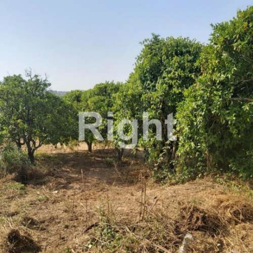 Terreno para Construção: Oportunidade Única em Santarém