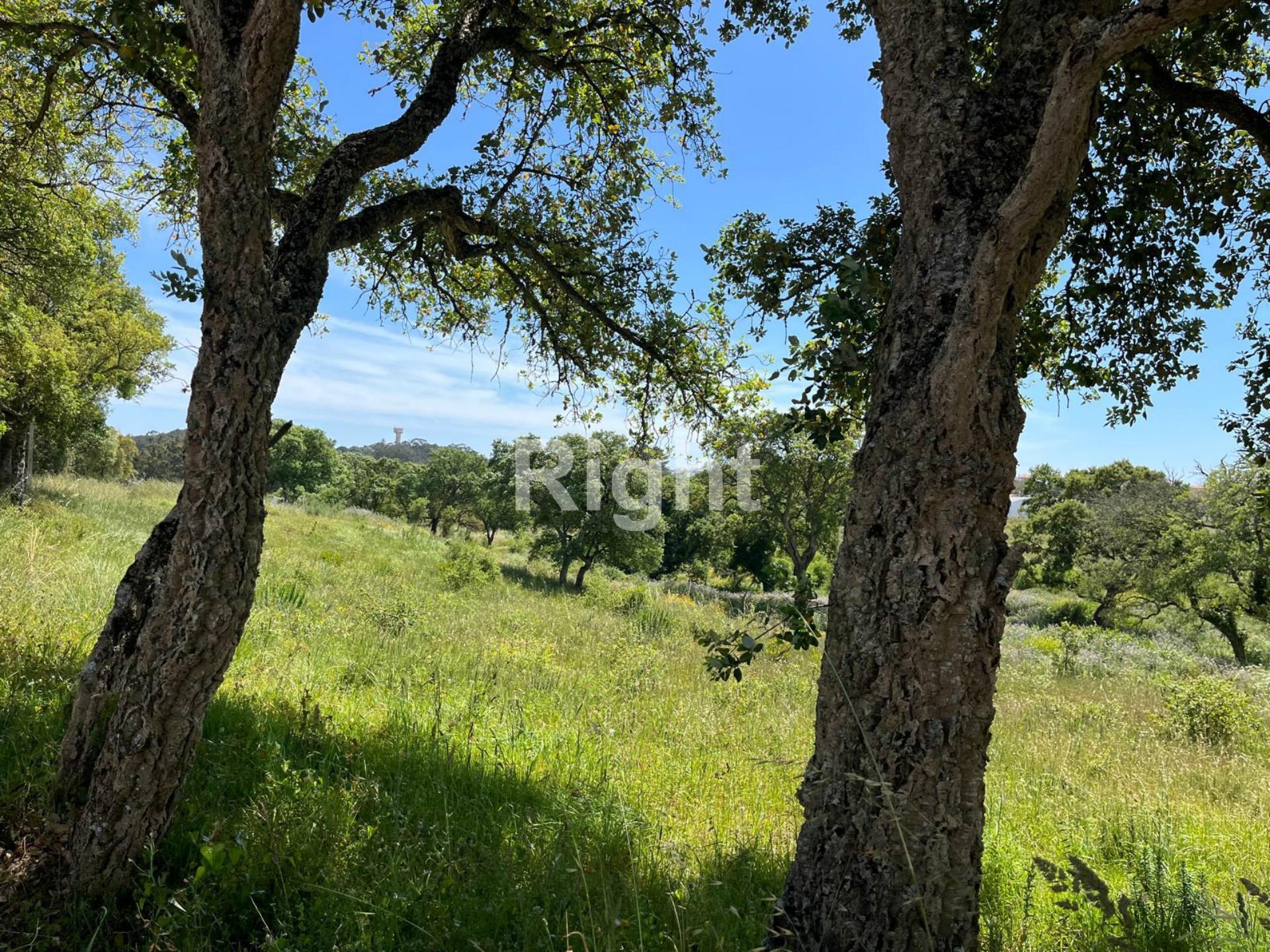 Terreno com 51.000m2 em Algueirão-Mem Martins