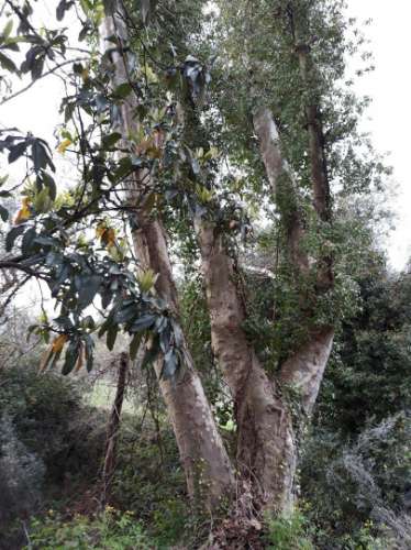 Casa moradia tipo quintinha, com dois pisos e Moinho de 3 rodas para reabilitar