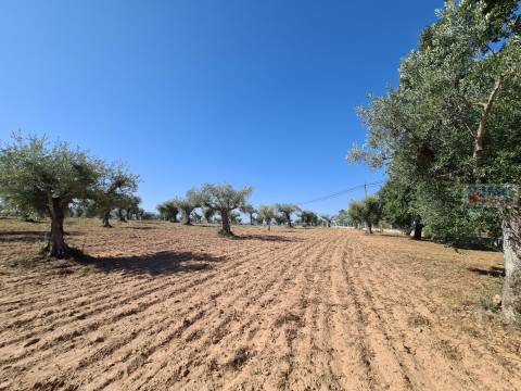 Quinta em Freixial do Campo