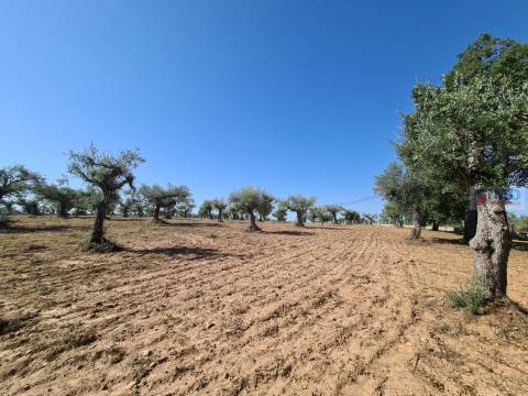 Quinta em Freixial do Campo