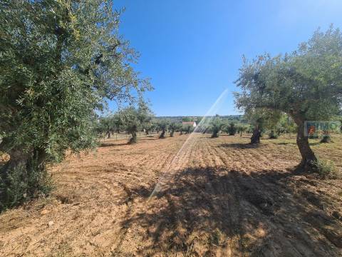 Quinta em Freixial do Campo