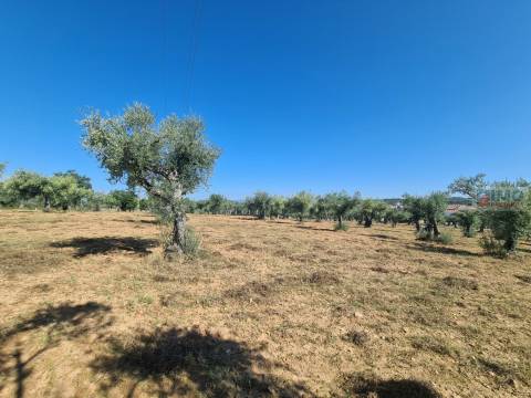 Quinta em Freixial do Campo