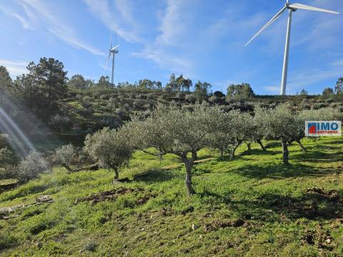 Quinta c/ 3.500m2 -  Cebolais de Cima-Retaxo