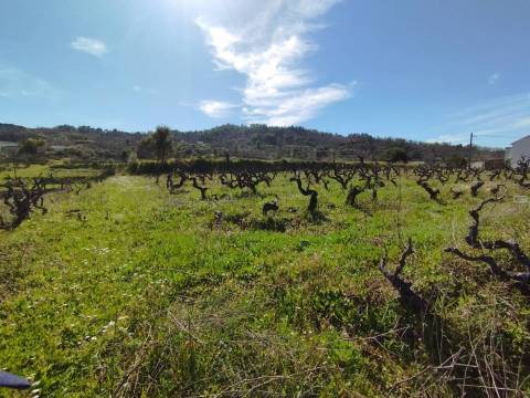 Quinta c/ Barracão - Monte Serrano