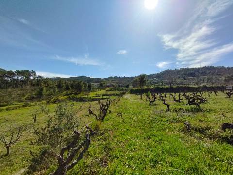 Quinta c/ Barracão - Monte Serrano