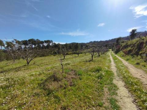 Quinta c/ Barracão - Monte Serrano