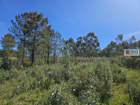 Quinta em Amarelos - 15 min. Castelo Branco