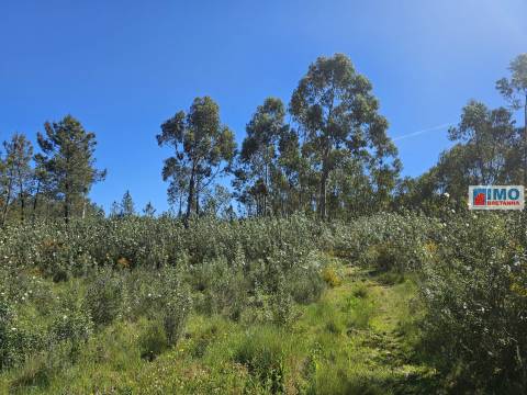 Quinta em Amarelos - 15 min. Castelo Branco