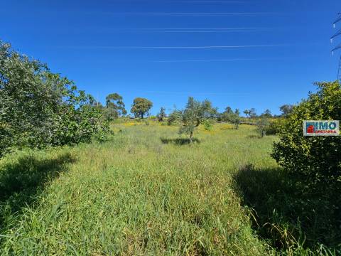 Terreno em Amarelos - 15 min Castelo Branco