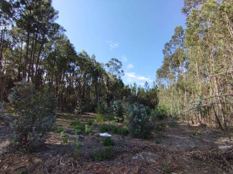 Terreno c/ Regadio - Salgueiral - Enxames - Fundão