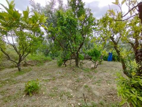 Quintinha - Zona de Orjais