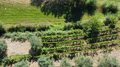 Quinta c/ Habitação - Teixoso