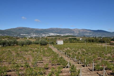 Terreno - Ferro a 10 min da Covilhã