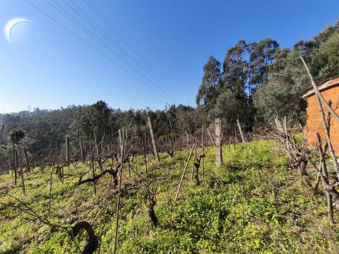 Terreno -  Dianteiro - Cova do Ouro