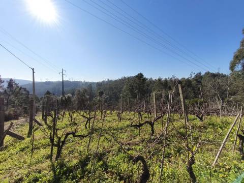 Terreno -  Dianteiro - Cova do Ouro
