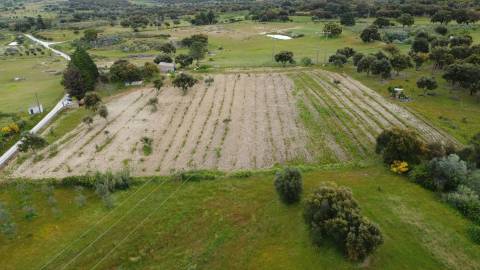 Quinta - Tapada da Misericórdia  - Castelo Branco