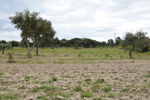 Quinta - Tapada da Misericórdia  - Castelo Branco