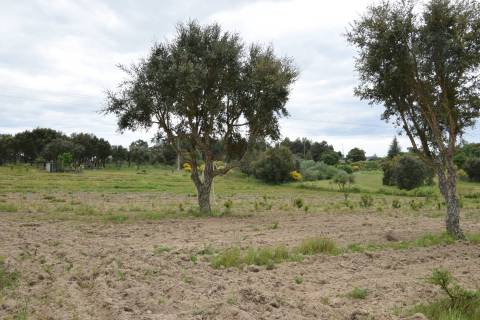 Quinta - Tapada da Misericórdia  - Castelo Branco