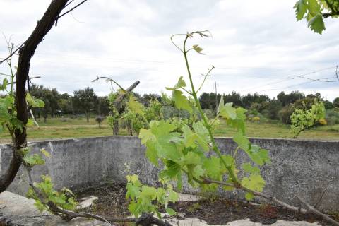 Quinta - Tapada da Misericórdia  - Castelo Branco