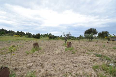Quinta - Tapada da Misericórdia  - Castelo Branco