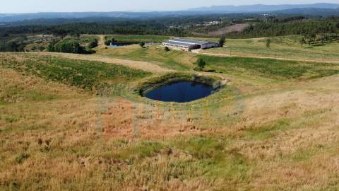Herdade com 14Ha -Lomba Chã- Sarzedas - 20 min de Castelo Branco
