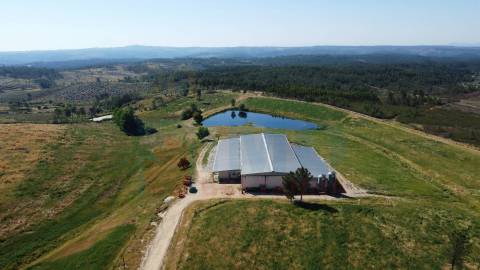 Herdade com 14Ha -Lomba Chã- Sarzedas - 20 min de Castelo Branco