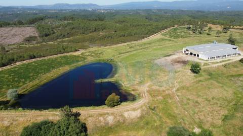 Herdade com 14Ha -Lomba Chã- Sarzedas - 20 min de Castelo Branco