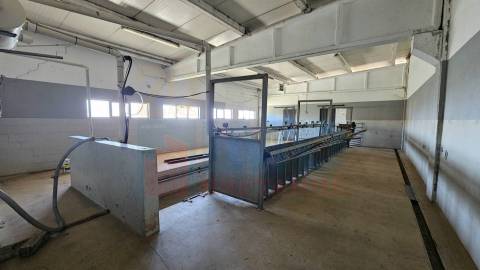 Herdade com 14Ha -Lomba Chã- Sarzedas - 20 min de Castelo Branco