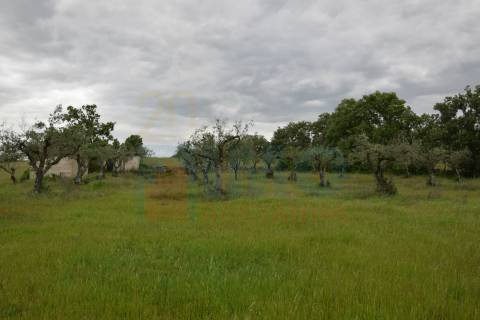 Quinta em Oledo - 10 min de Idanha e 30 de Castelo Branco