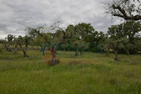 Quinta em Oledo - 10 min de Idanha e 30 de Castelo Branco