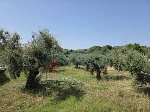 Terreno c/ Viabilidade de Construção – Telhado - Fundão
