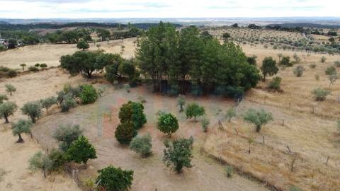 Quinta em Mata - Castelo Branco