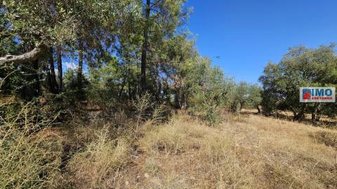Quinta em Salgueiro do Campo