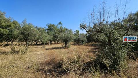 Quinta em Salgueiro do Campo