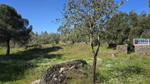 Quintinha em Benquerenças a 10 minutos de Castelo Branco