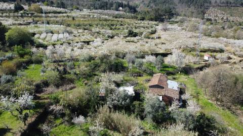 Quinta c/ 5,5 ha - Alcaide - Fundão