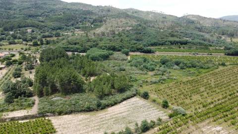 Terreno Rústico c/ 5.629 m² em Aldeia do Souto – Covilhã