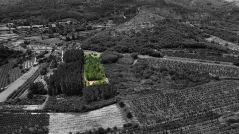Terreno Rústico c/ 5.629 m² em Aldeia do Souto – Covilhã