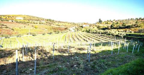 Moradia Isolada T3 Venda em Barcos e Santa Leocádia,Tabuaço