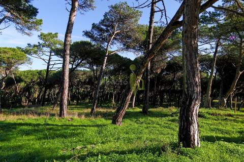 Terreno Rústico com 4.600 m2 em Areais, Almoçageme - Colares