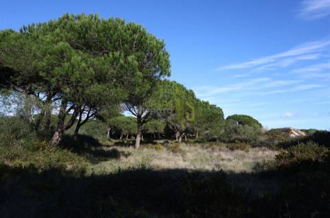 Terreno Rústico com 4.680m2 a venda na Terrugem