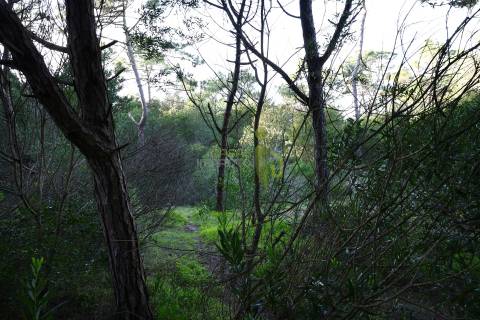 Terreno Rústico com 3.400m2 a venda em Areais, Colares