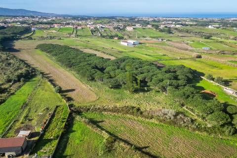 Terreno Rústico com 6 Hectares | São João das Lampas e Terrugem – Sintra