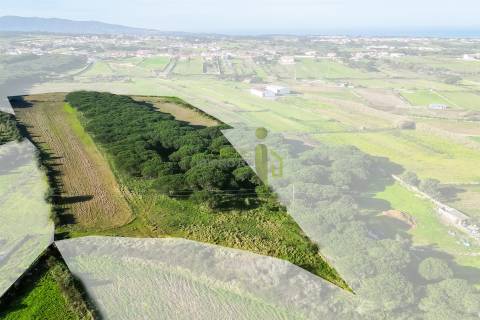 Terreno Rústico com 6 Hectares | São João das Lampas e Terrugem – Sintra