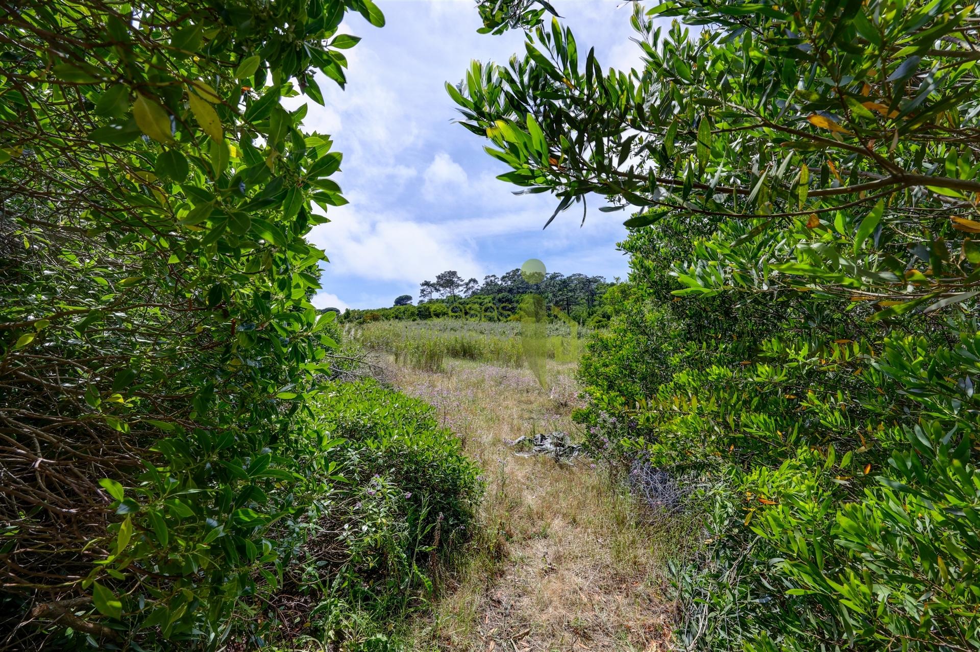 Terreno Rustico com 3.000m2 em Colares