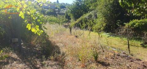 Moradia e terreno agrícola  de regadio 